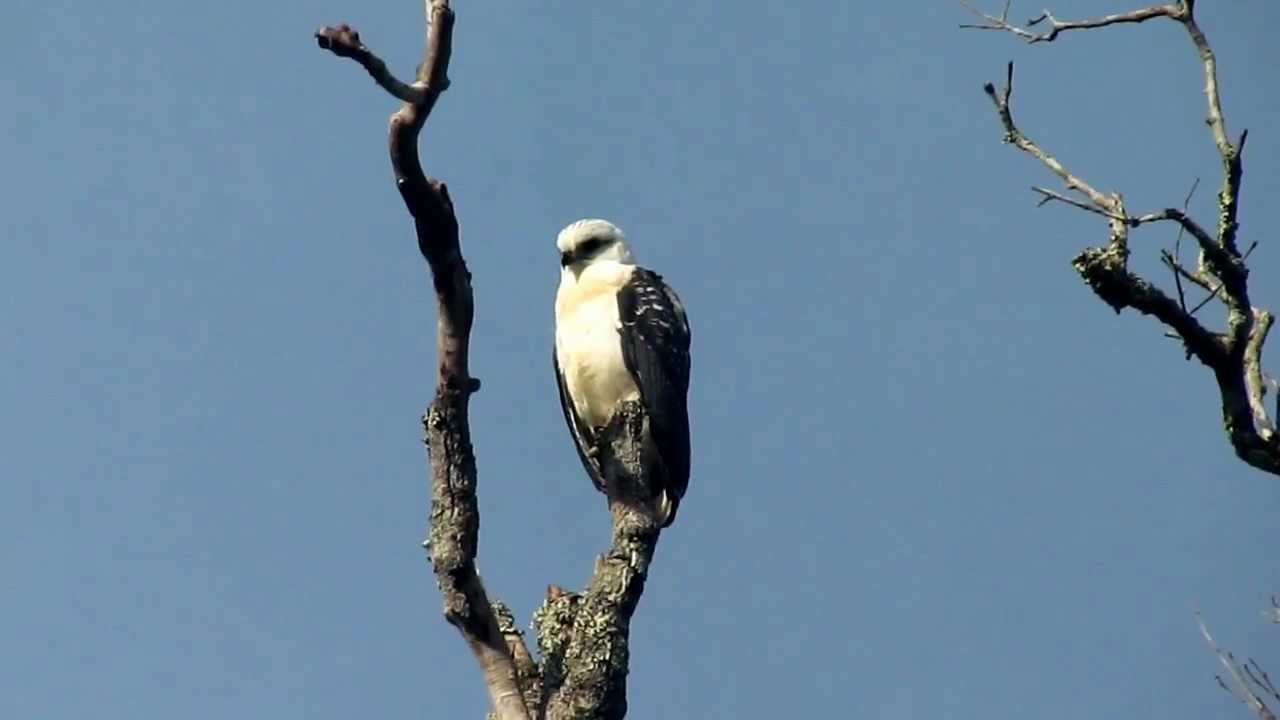Pseudastur albicollis (White Hawk / Gavi&atilde;o-branco)