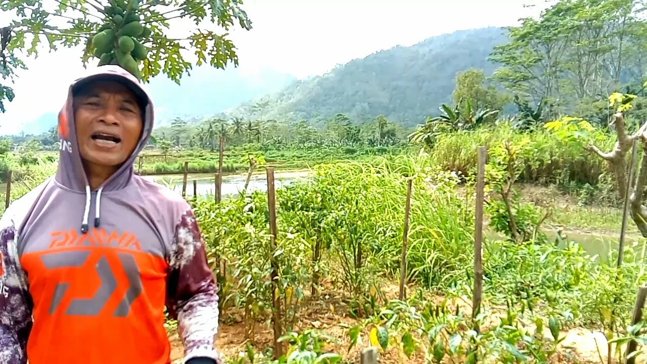 Lahan tanaman cabe japlak segini panen perdana lebih satu kwintal || hidup di desa
