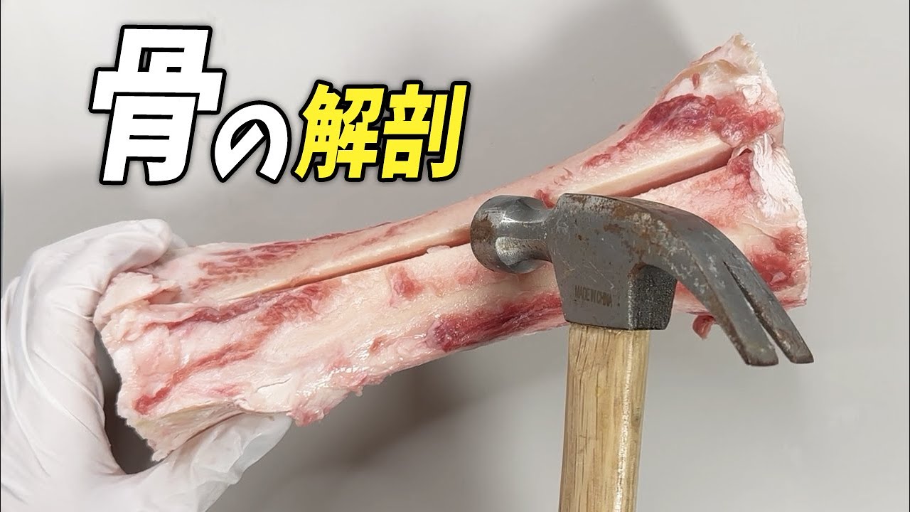 骨の内側が衝撃的すぎた