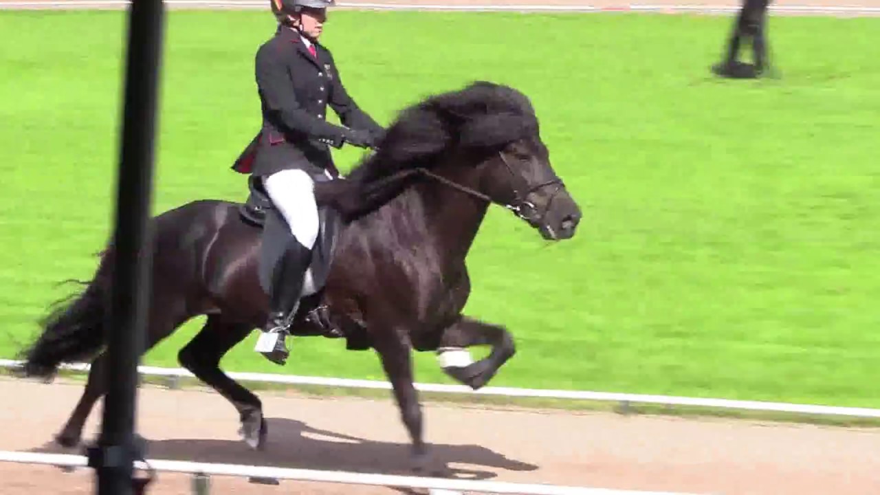 Gustur vom Kronshof, WC17F1