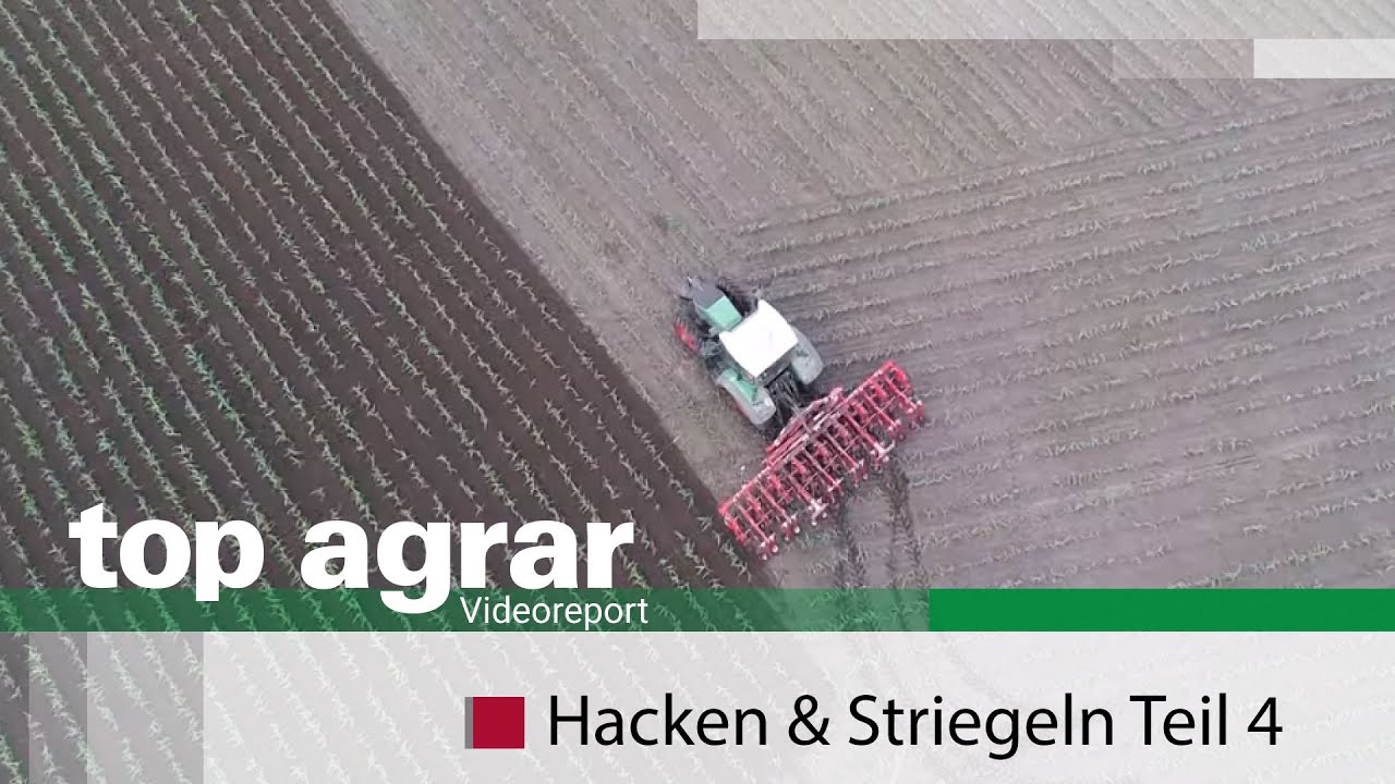 Videoreport Hacken & Striegeln Teil 4; Vorgewende, Rückblick, Maisernte