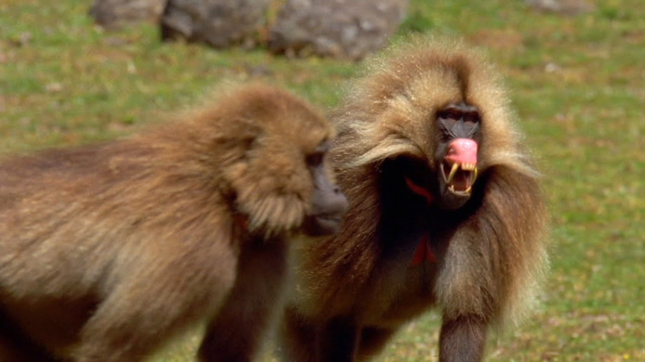 Así es una batalla entre geladas | National Geographic