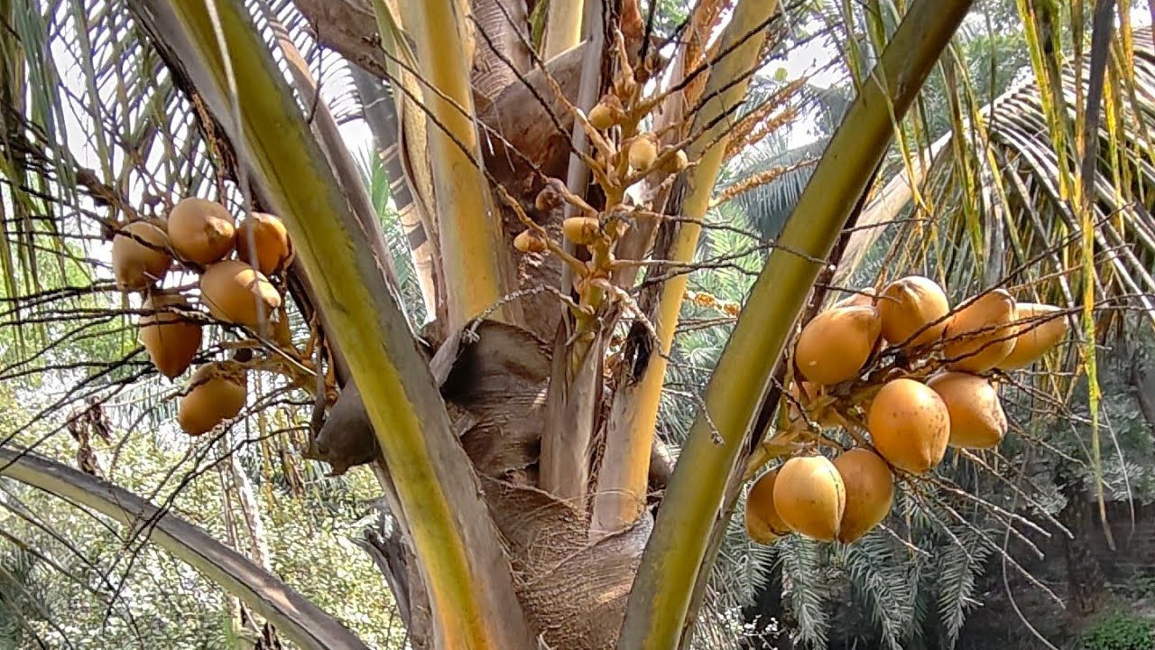 New Green Tree Nursery  is live! Malaysian yellow coconut fruit plant available 