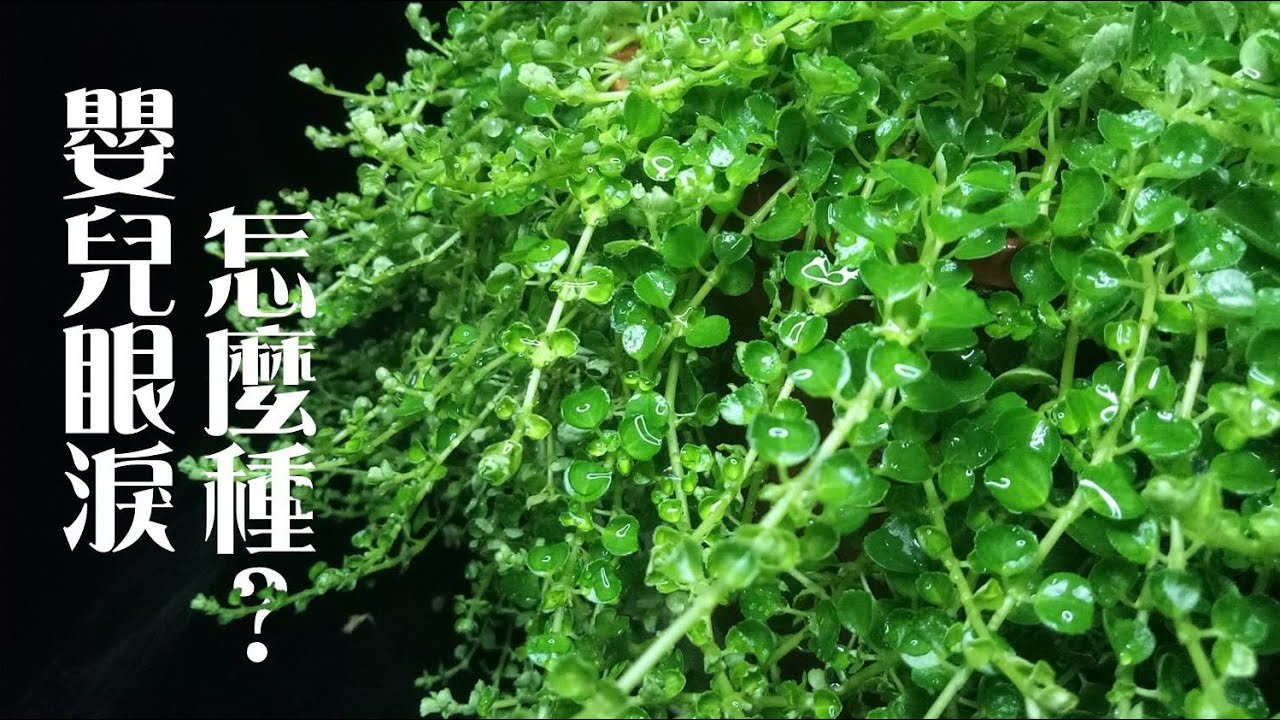 嬰兒眼淚Baby's Tears怎麼種《葛斯怎麼種》01