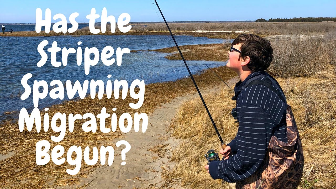 Early Spring Striped Bass Fishing with Abidomash Fishing