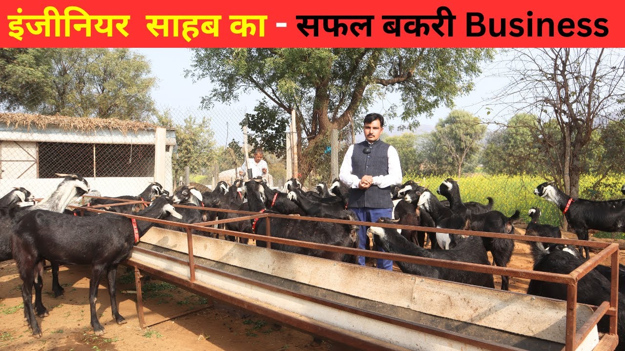 इंजीनियर  साहब  का कम खर्च का  बकरी Business I Goat farming Business I Bakri farm ka Business
