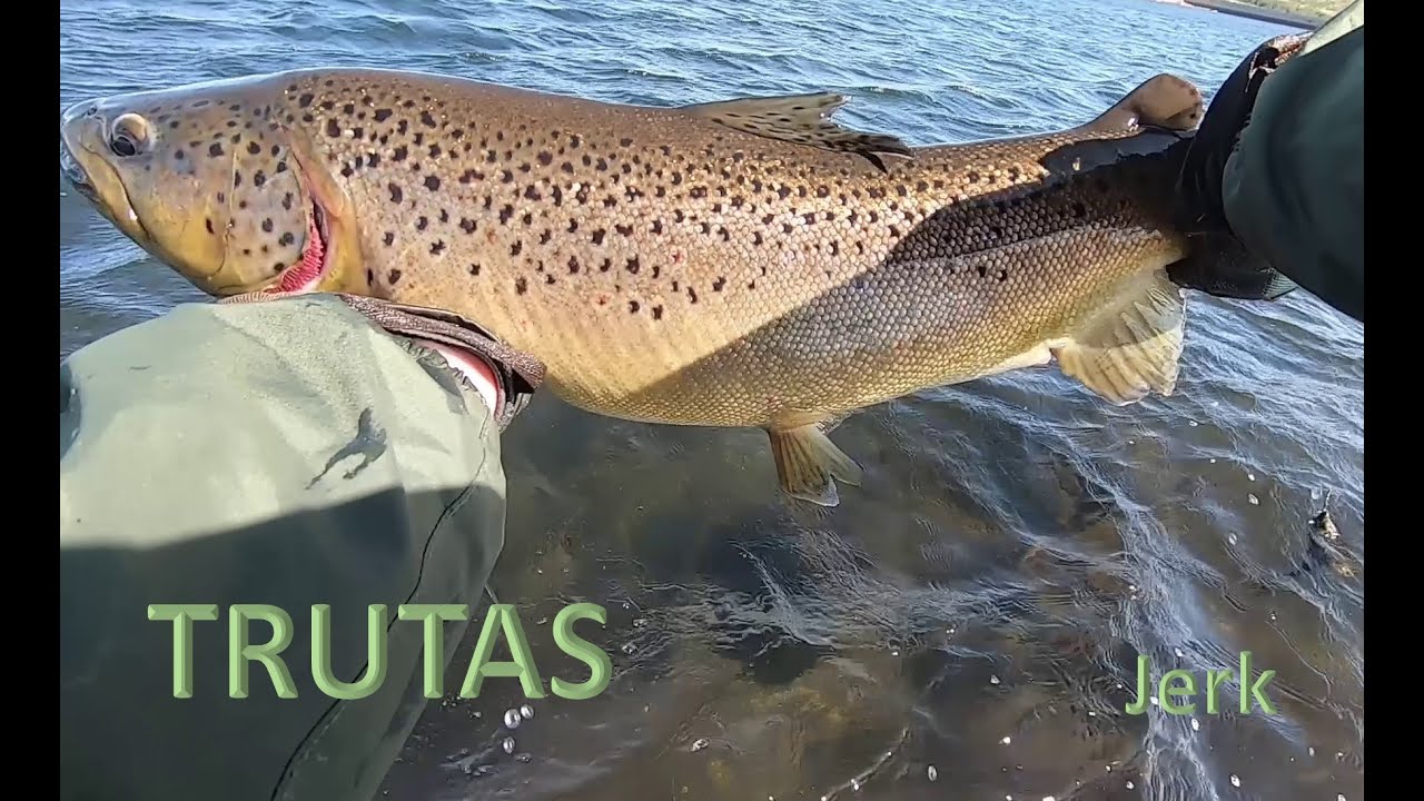 TRUTAS - jerkbait