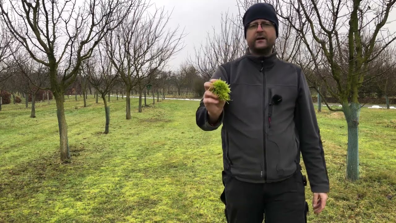 Proč považuji za důležité optimalizovat pH v půdě? I. Teorie. Radkův sad
