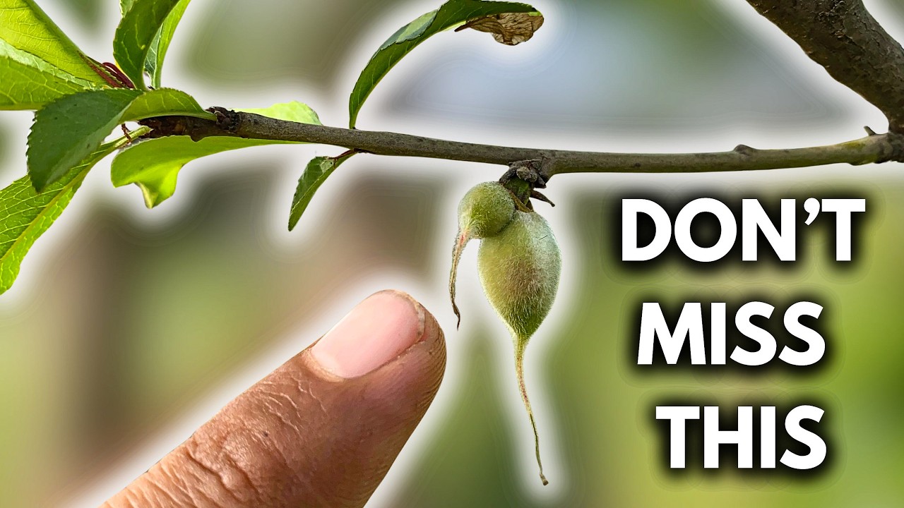 Peach Flowers Turning Into Fruit? Do This Immediately!