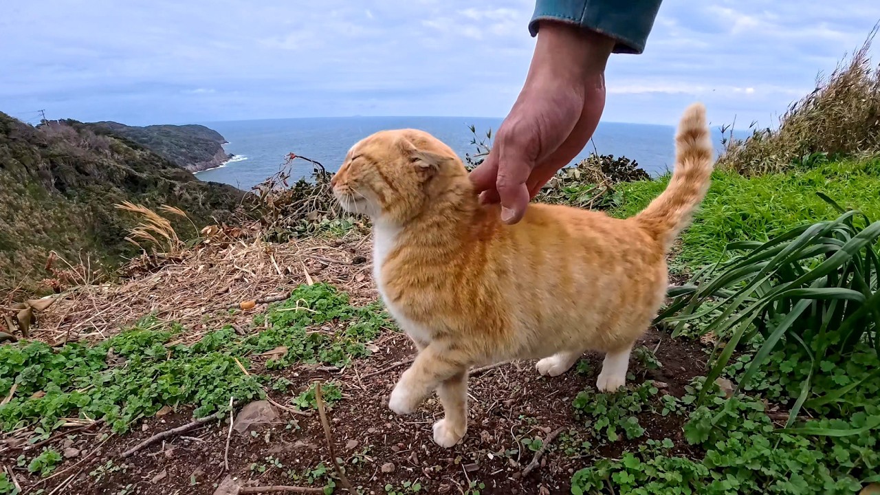 絶景の展望所で一人ぼっちで暮らす猫ちゃん…人が来たら喜んで甘えてくる