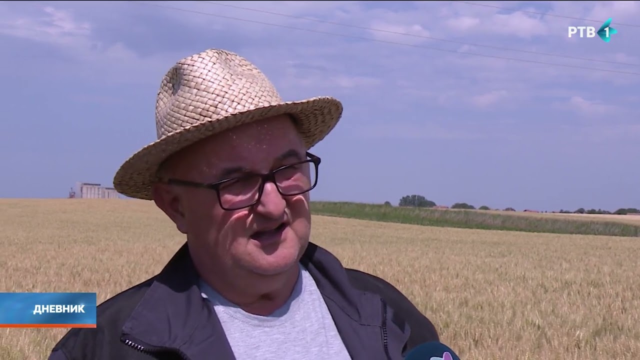 Ratari u Čurugu očekuju da će žetva p&scaron;enice početi za desetak dana