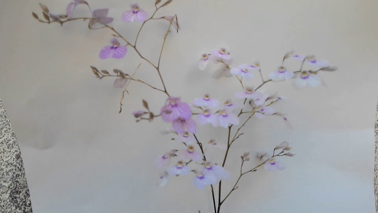Tem lindas flores, n&atilde;o p&ocirc;de ficar fora da sua cole&ccedil;&atilde;o! IONOPSIS PANICULATA!