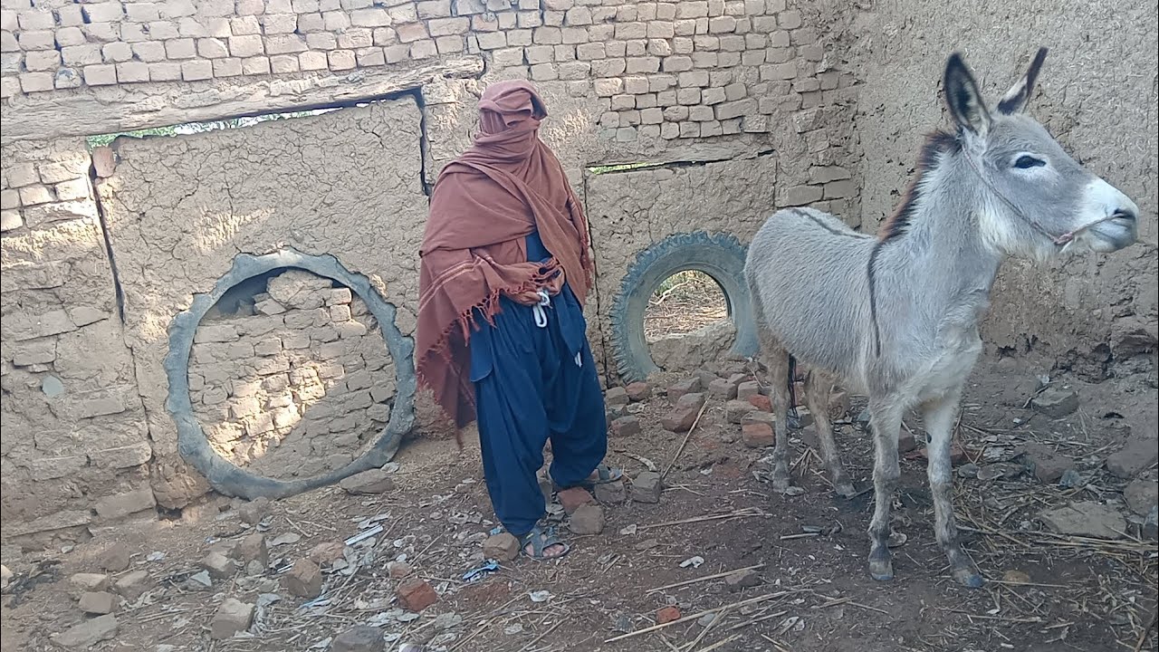 Funny animal in my village| village family make a funny video with donkey 