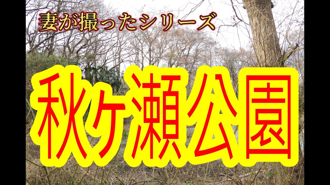 妻が撮ったシリーズ「秋ヶ瀬公園の野鳥」