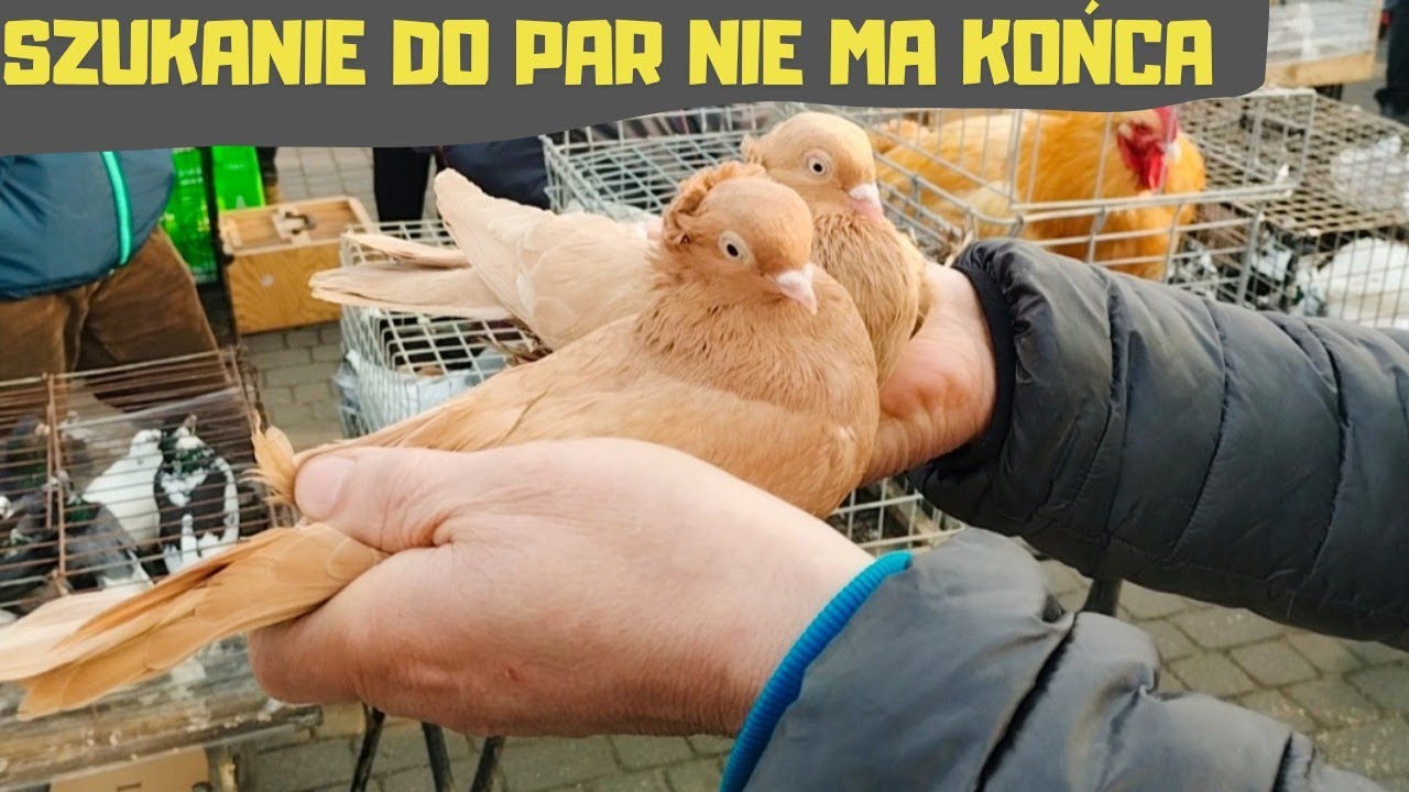 Giełda Zwierząt Lublin 22.03.2025 Gołębie Kury Koguty Kaczki Papugi Kanarki Króliki Rybki Akwariowe