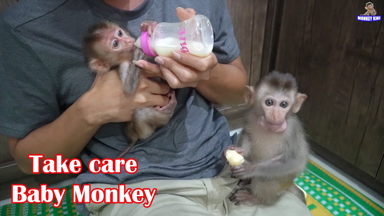 Dad Tung take care Baby Monkey Happy and KiKi while injured his leg • Monkey KiKi
