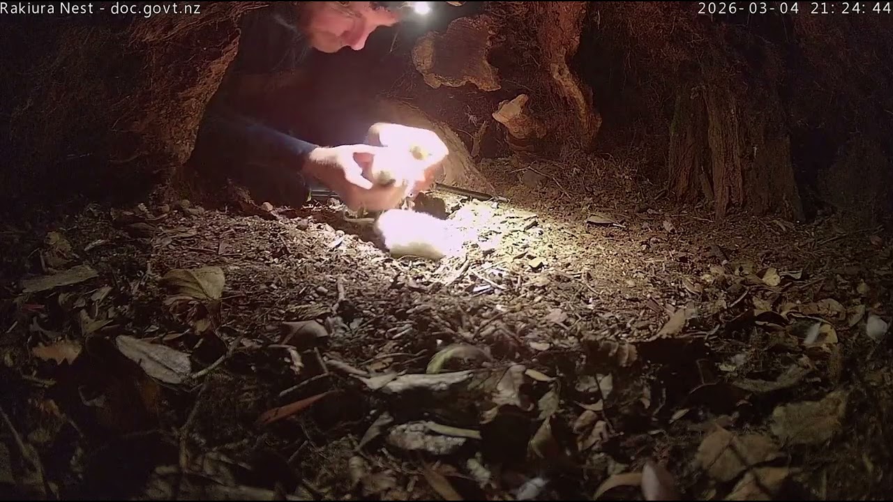 Weight and health check: Vori-A1 (86g) Nora-A2 (40.3g) - 4 March