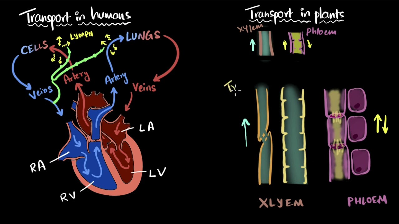 Transportation in humans & plants | Life processes | Class 10 Biology | Khan Academy
