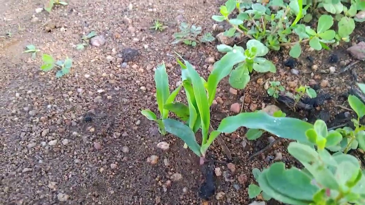 Oilha so como ta minha rosa muito boa