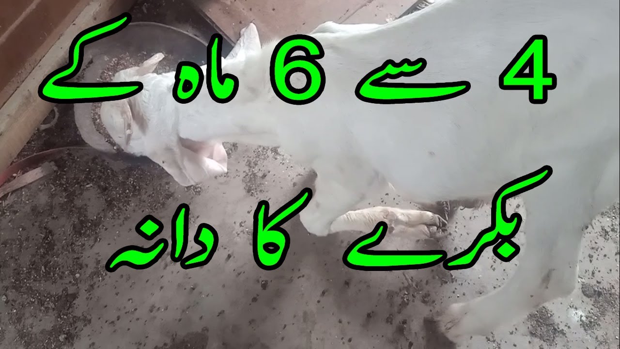 4 se 6 mah k bakre ka dana | Haider's divine goat