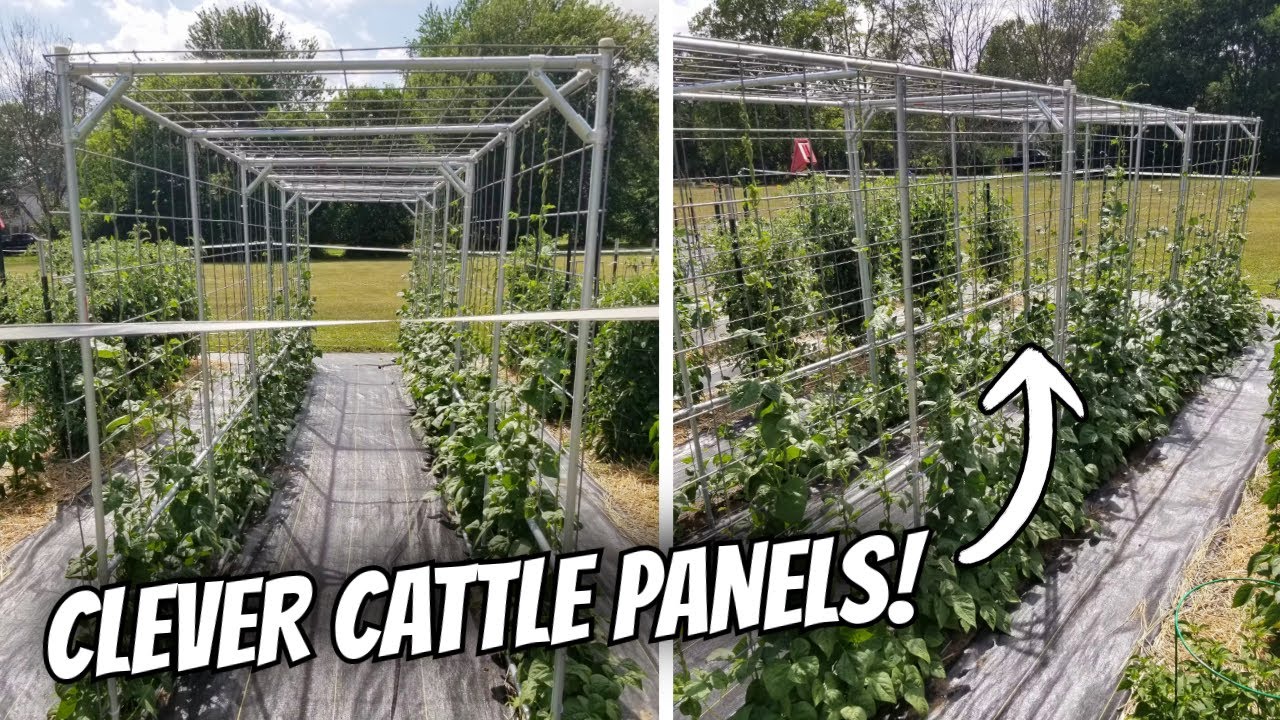 5 Creative Uses For Cattle Panels In The Garden!