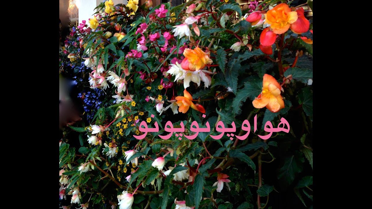 هواوپونوپونو با صدای ملکوتی زهره یوسفی