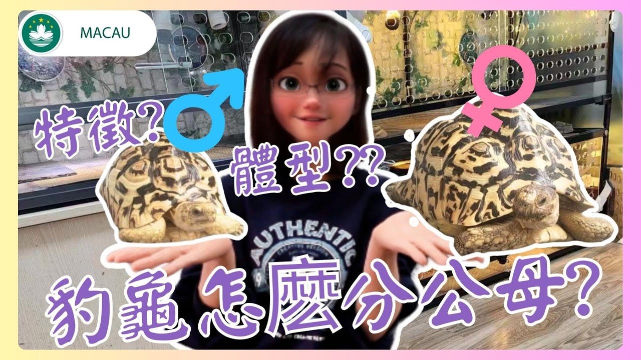 🇲🇴|豹紋陸龜│牠們怎麽分公母的呢?我們可以從甲殼外型判斷出來嗎?公母特徵是什麽?