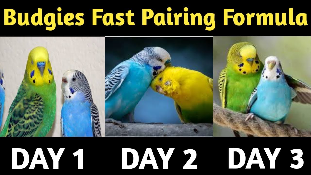 Fast Pairing Tips For Budgies parrot  | बजरी तोतो का जोडा जल्दी से कैसे लगाए #birds