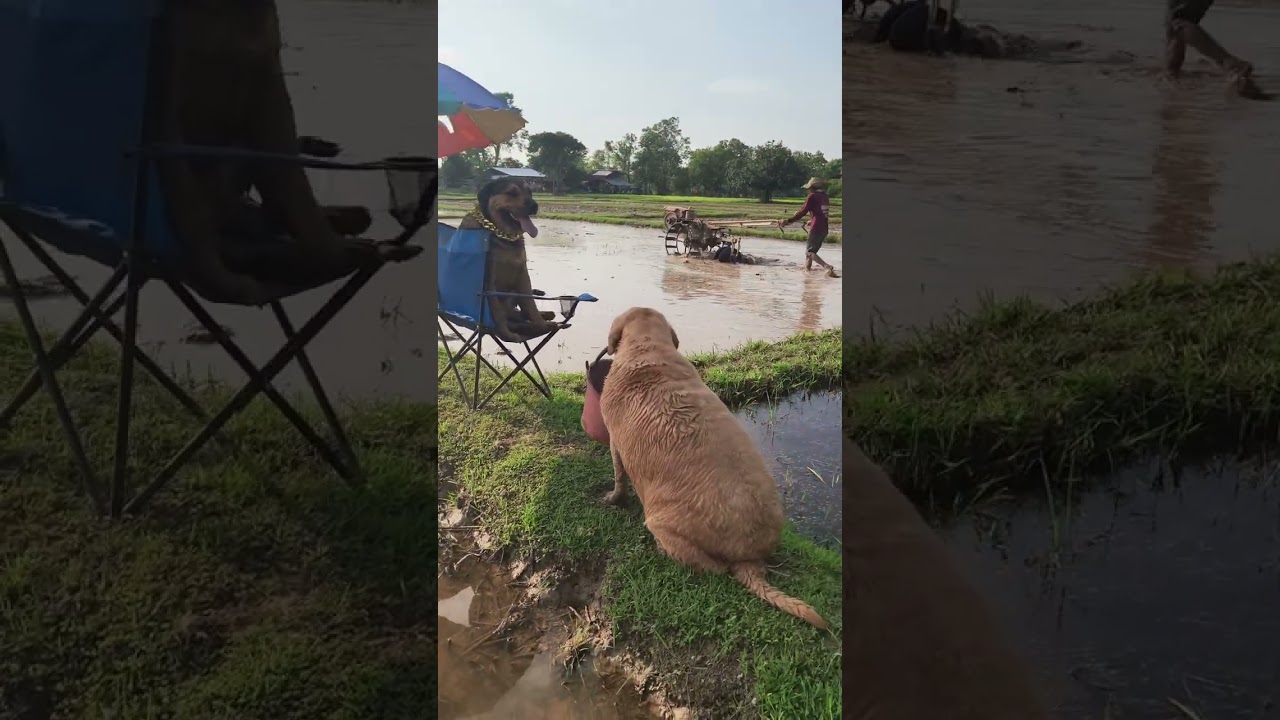 เจ้าของนา100ไร่มาคุมพ่อไถนาจ้า😆#สัตว์โลกน่ารัก #funny #labrador #labrador