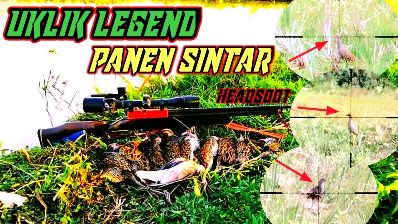 BERBURU SINTAR SAWAH // PANEN MELIMPAH