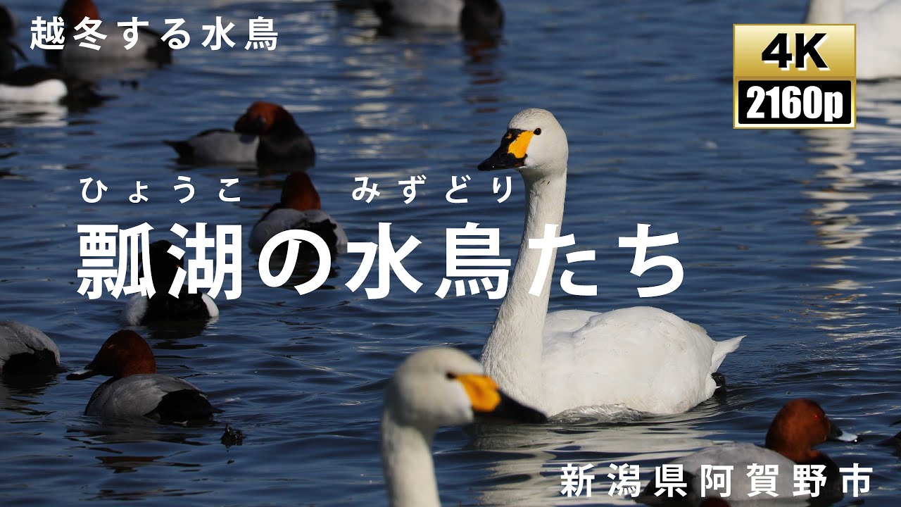 瓢湖
