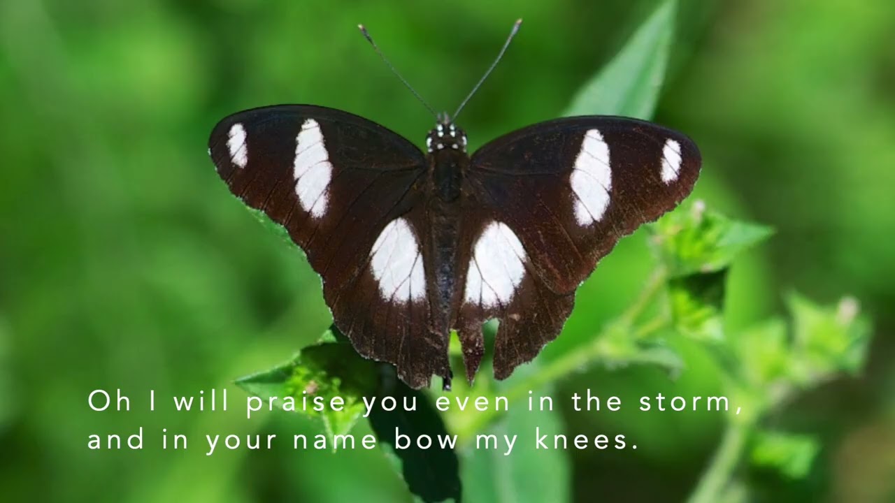 江采築 - 讚美詩