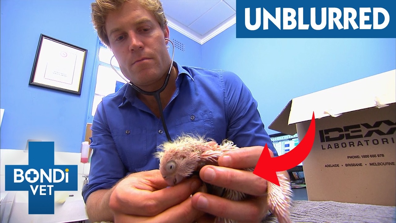Cockatoo Screams In Pain After A Twenty-Meter Fall | Bondi Vet