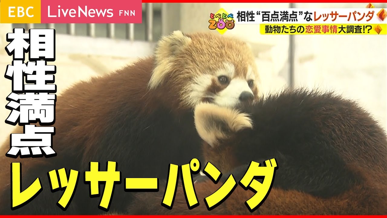 【熱愛】動物たちの恋愛事情
