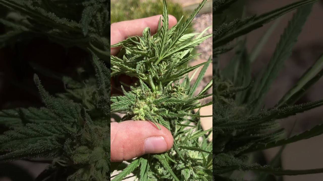My plants are infested with green small caterpillars anything I can do #arizona#beginnergrower