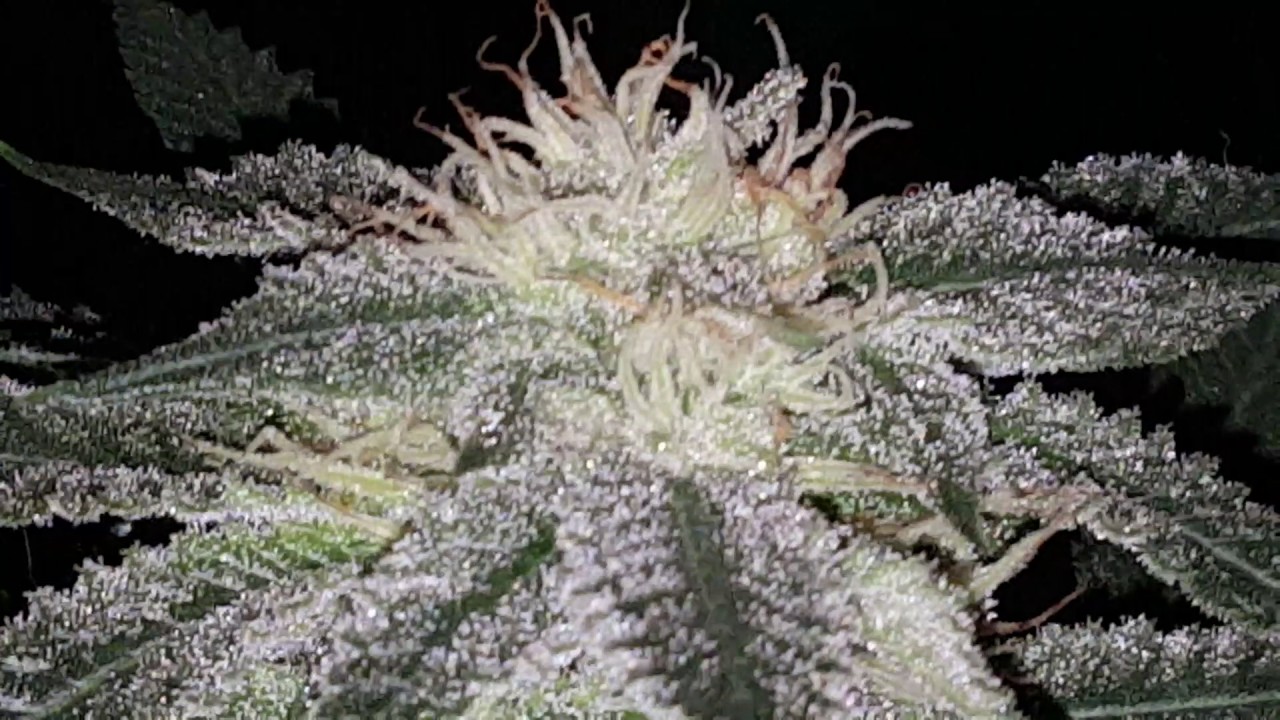 MK ULTRA KUSH & SUPER SOUR JACK DIESEL (WEEK 6 FLOWER)