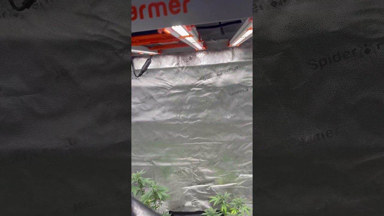 Love my spider farmer g3000 & 3x3 grow tent! #spiderfarmerled