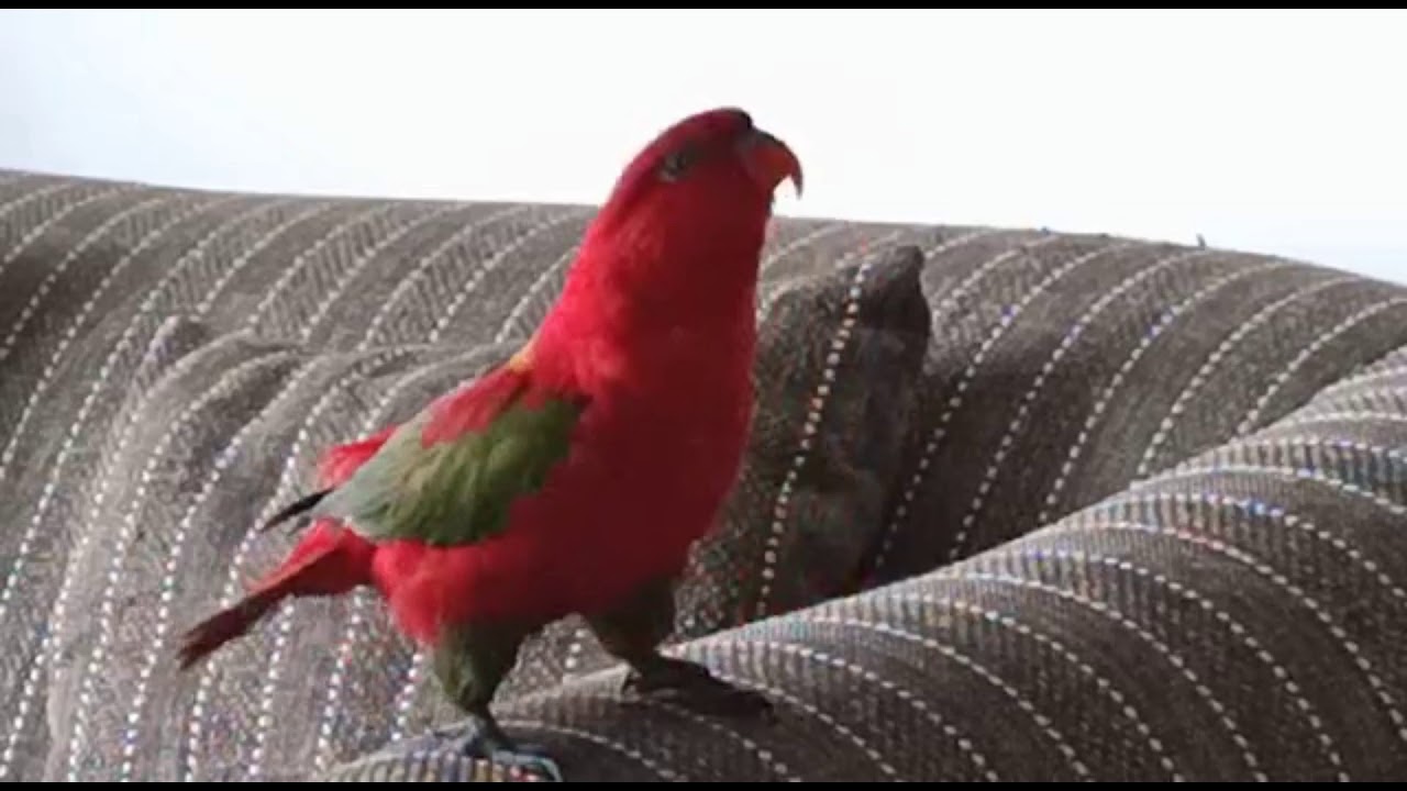 🦜😠😡 Fighting mode on... Mummy meri nahi hai to kisi ki bhi nahi hai😠😠😠🙈😜🤣