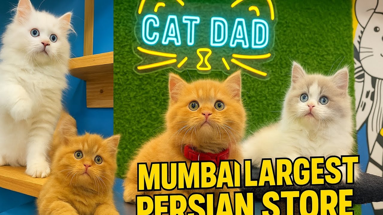 Inside Mumbai’s BIGGEST Cat House | Boarding, Grooming, Kittens & More – Visit Cat Dad Today! 