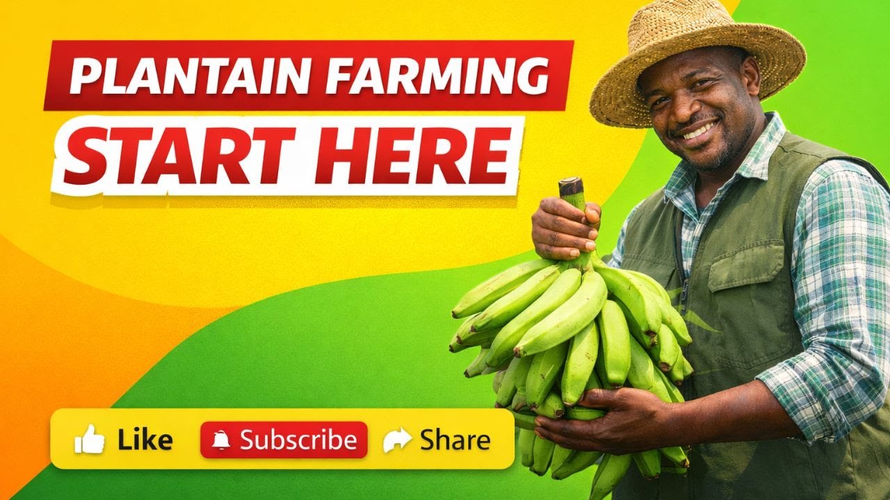 PLANTAIN Farming Explained | From Transplanting to Harvest | Using Pruned Plantain Leaves