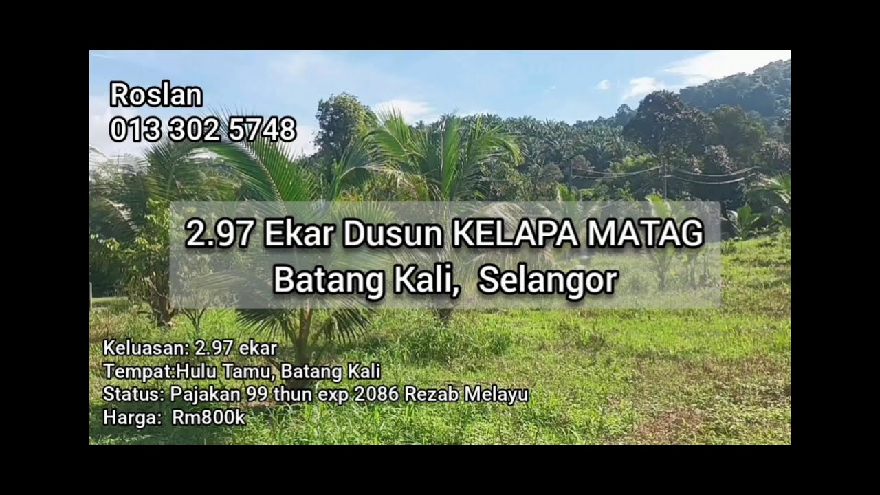 2.97 ekar DUSUN KELAPA MATAQ Ulu Rening,  BATANG KALI