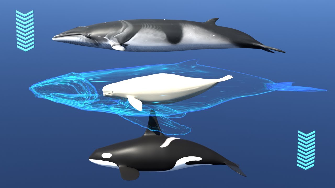 🐳 Whales (3D match game). Types of whales