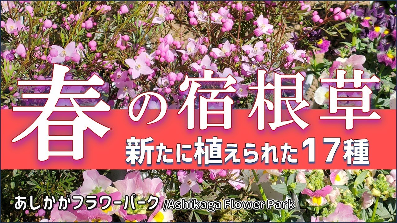 【ガーデニング】３月下旬に咲き始めた花・新たに植えられた宿根草17種の紹介！人気の宿根草を植栽！園芸のプロから学ぶ！あしかがフラワーパーク【栃木県足利市】Gardening