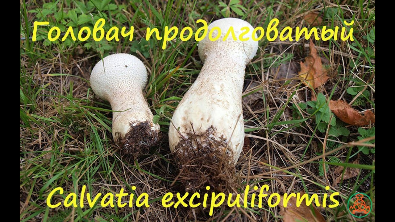 Головач продолговатый - замечательный гриб!
