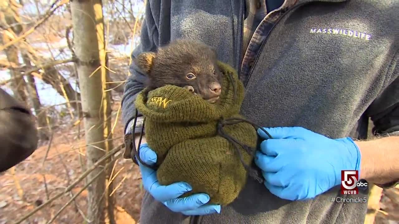 Welcoming black bear cubs in Chicopee