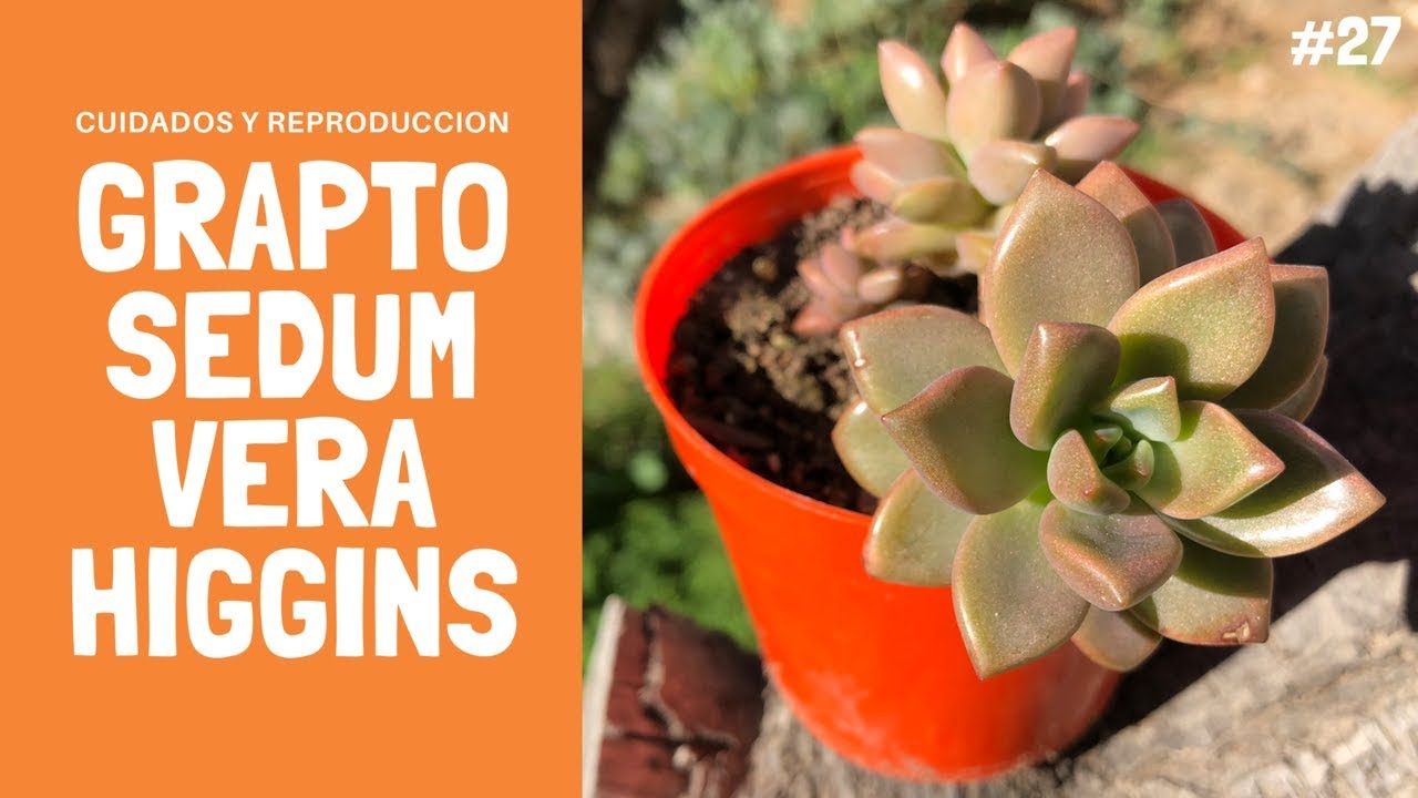 GRAPTOSEDUM VERA HIGGINS | Graptosedum bronze