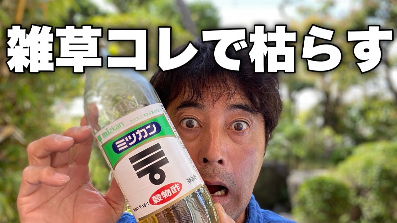 台所にあるお酢で【雑草駆除】安全な物で【雑草対策】お酢のパワーは無限大♾