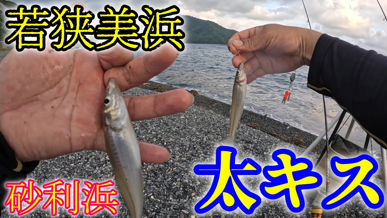 え？砂利浜でもこんなにキス釣れるの？