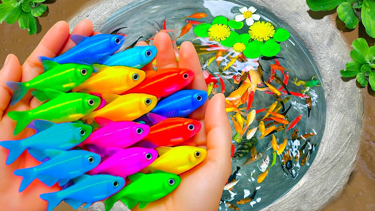 Amazing Catching Popular Aquarium Fish in Mini Lake, Purple Dragon Guppy, Leopard Fish, Carp, Turtle