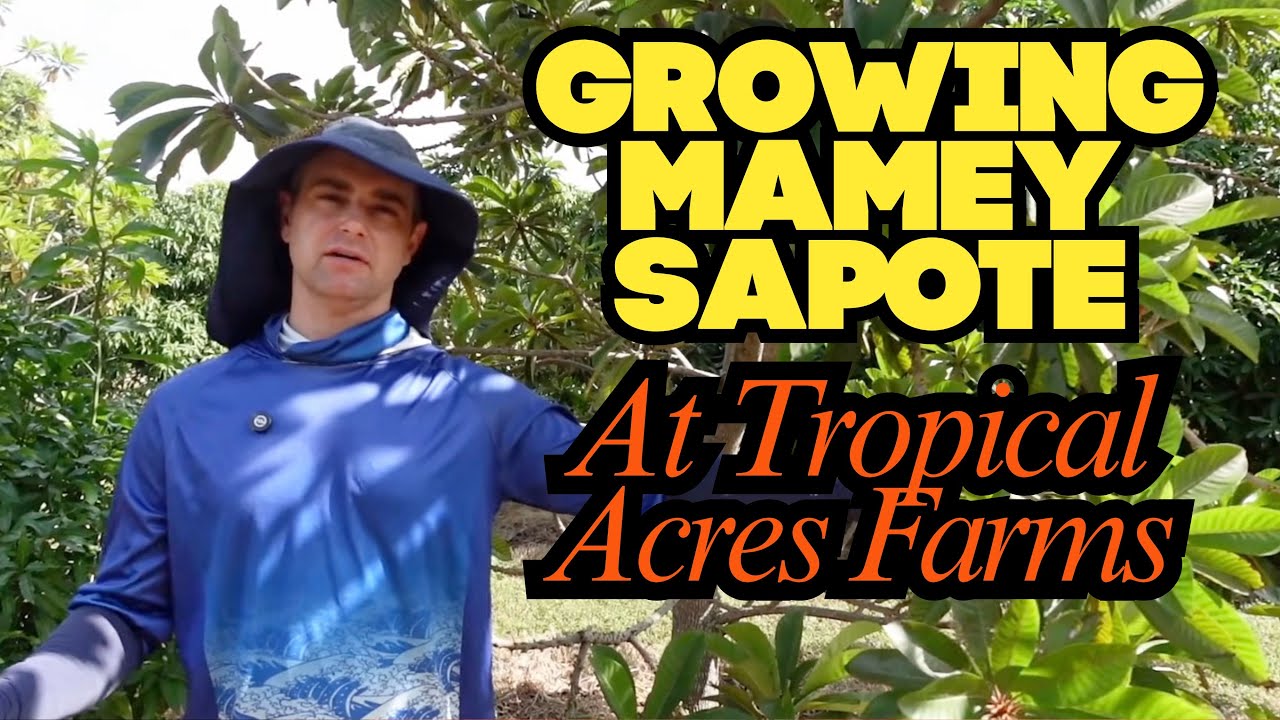 Лучшие сорта сапоты мамей во Флориде: подробный обзор фермы Tropical Acres Farms.